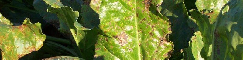Cercospora-Befall.jpg