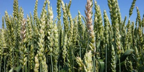 Fusarium_HerxheimVersuchsfeld.jpg